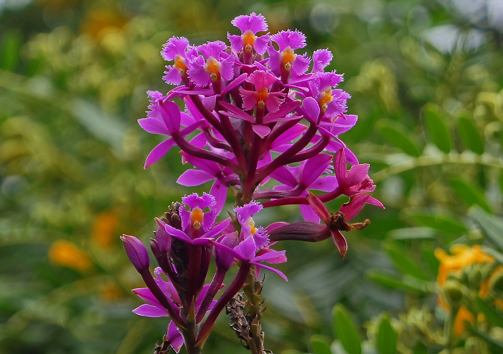 Colombia heeft het grootste aantal soorten orchideeën in de wereld ...